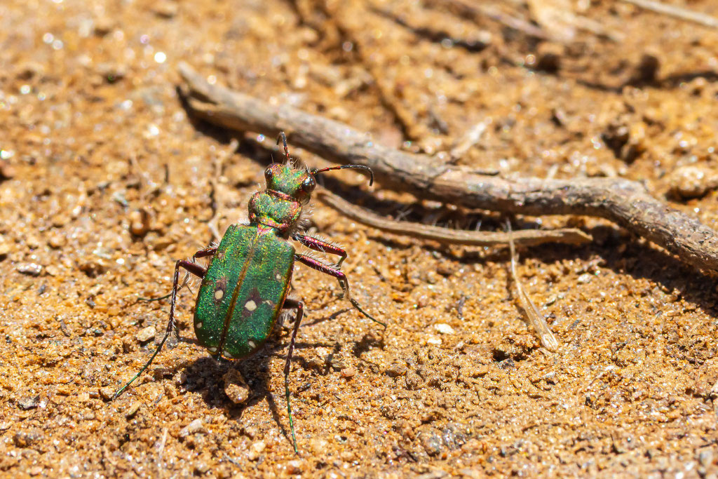 Feld-Sandlaufkäfer (Cicindela campestris) - Klaus Liebel
