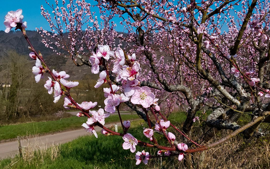 Pfirsichblüte an der Mosel - Foto Norbert Kilimann