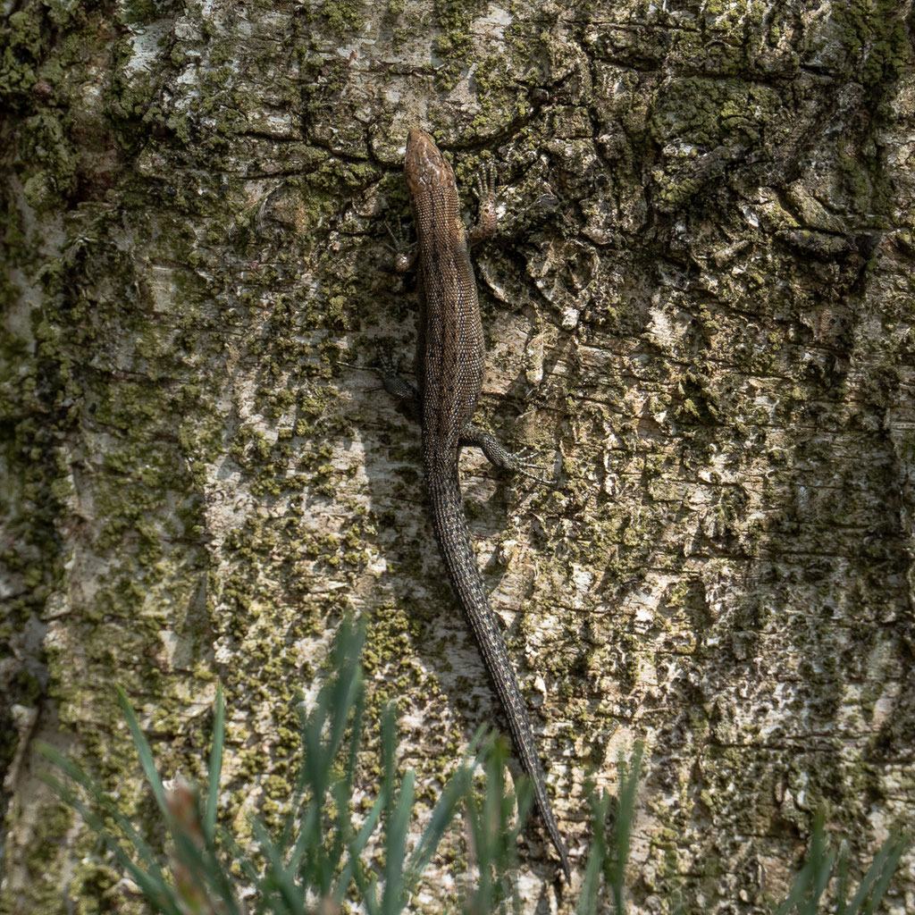 Waldeidechse - Zootoca vivipara