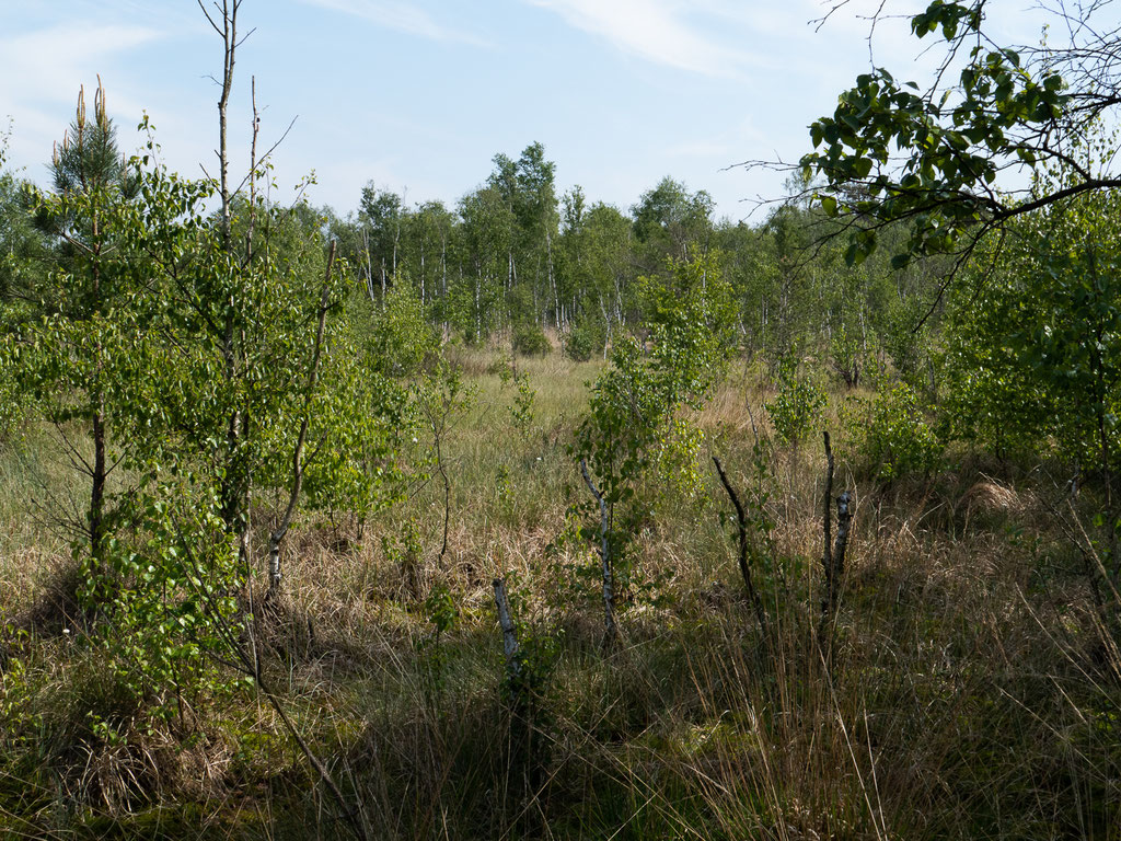 Moorfolgelandschaft mit Birkenvegetation