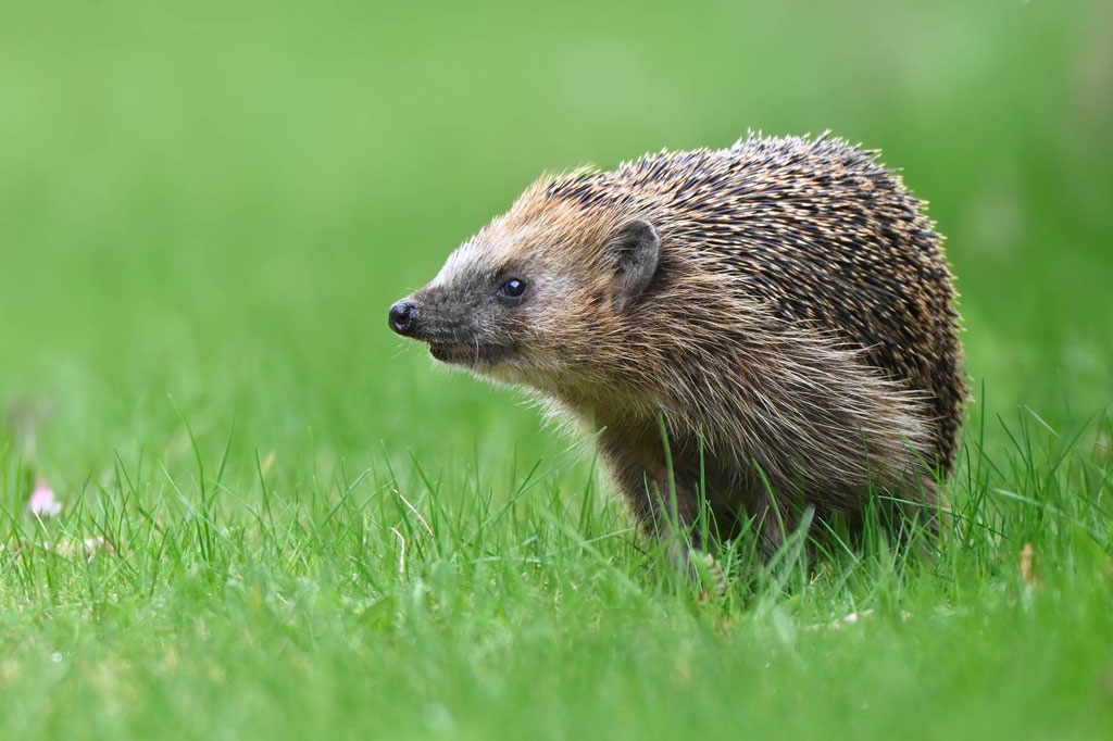 Igel "Julio Igelesias" - Foto Olaf Liesche 
