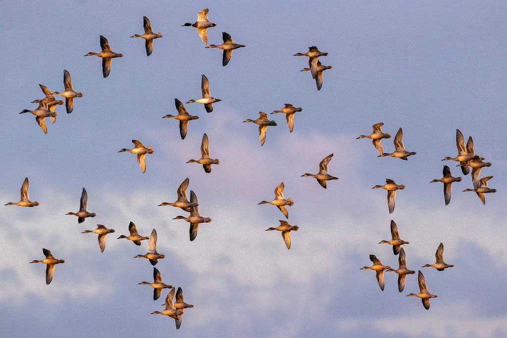 Enten - Mecklenburg-Vorpommern