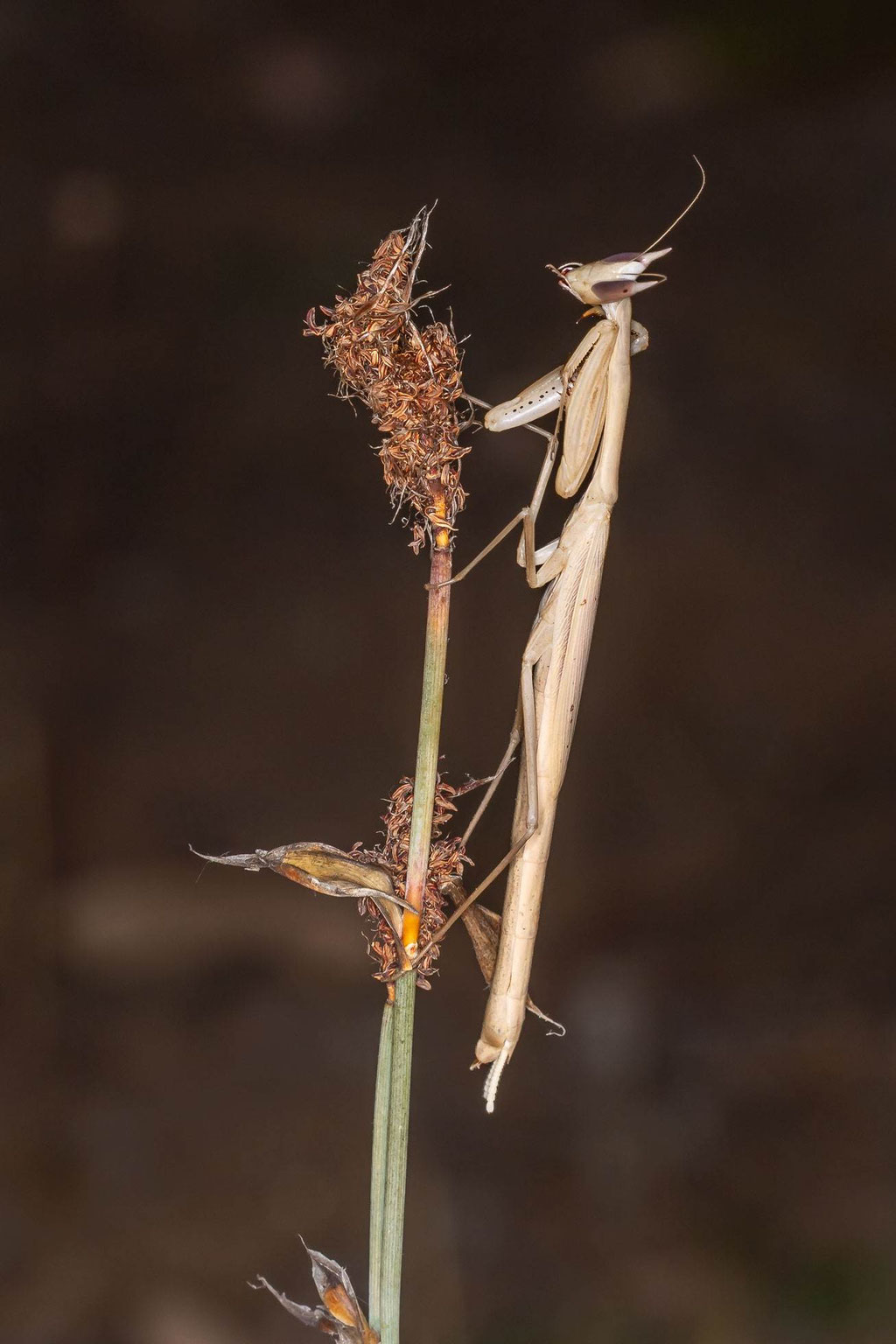 Doppelkegelige Grasmantis (Episcopomantis chalybea) - Foto Klaus Liebel