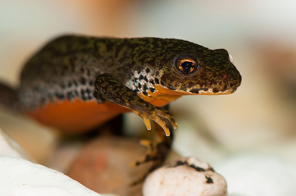 Weiblicher Bergmolch (Ichthyosaura alpestris) - Foto Norbert Kilimann