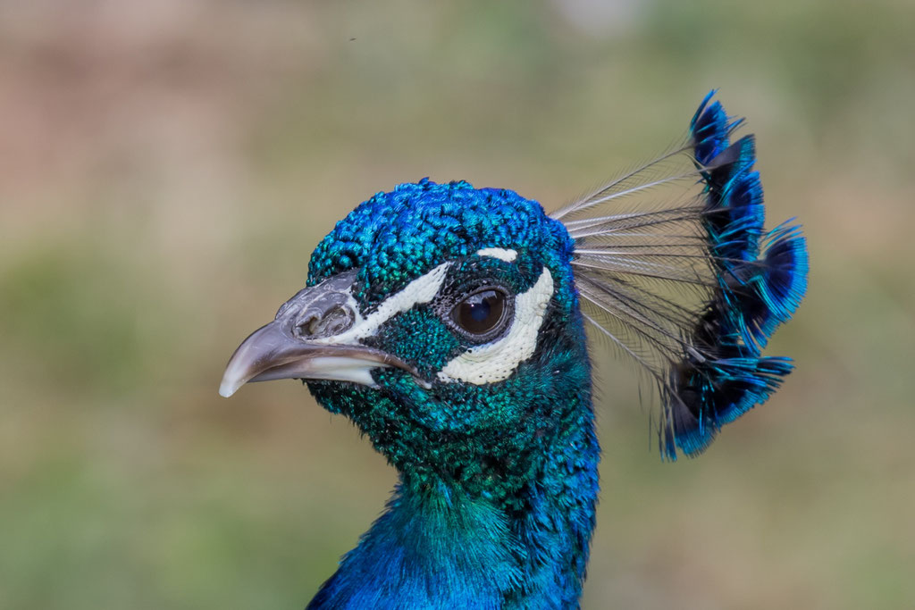 Blauer Pfau