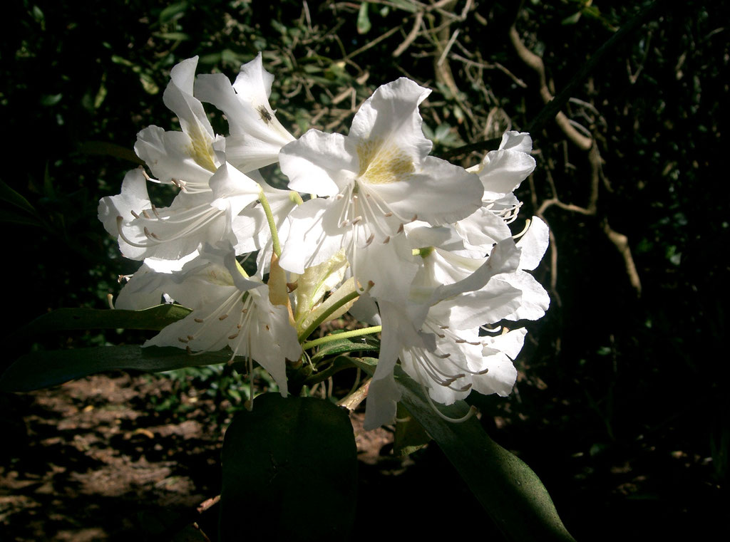 Rhododendron