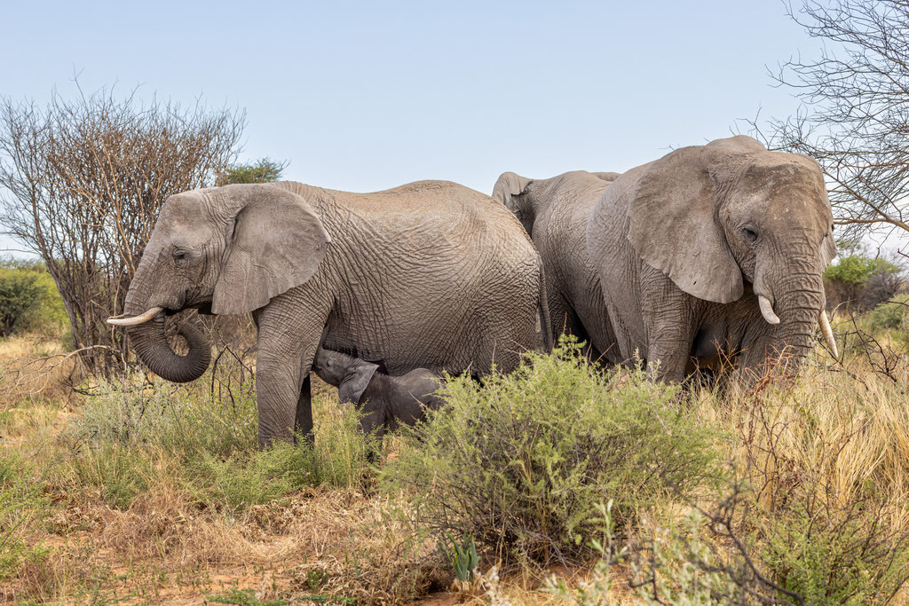 Afrikanischer Elefant - Klaus Liebel