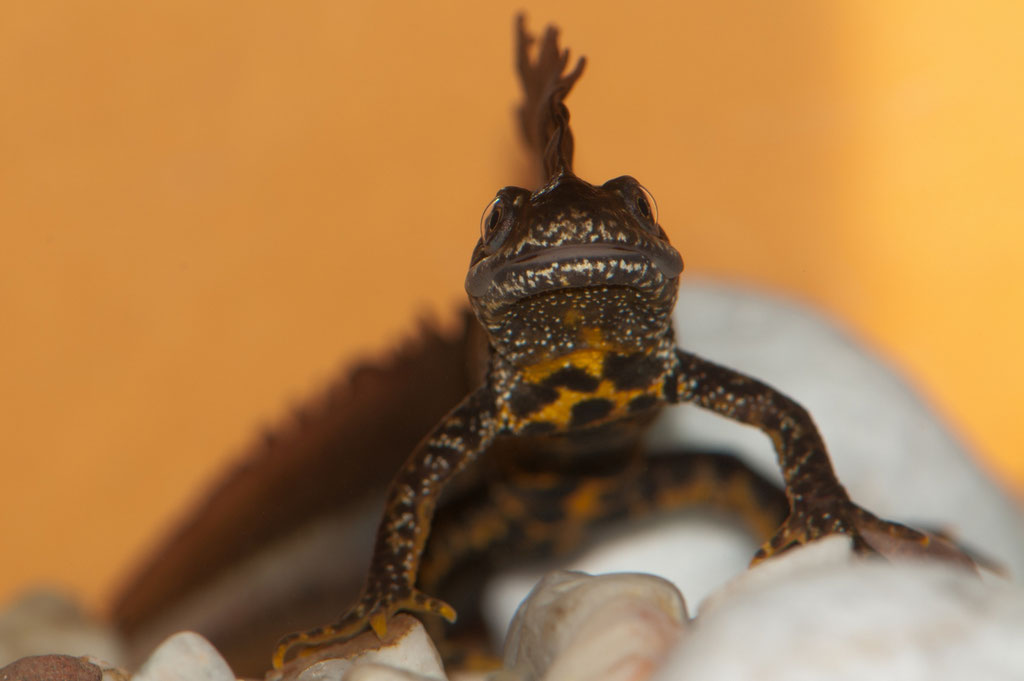 Männlicher Kammmolch (Triturus cristatus), Wassertracht - Foto Norbert Kilimann