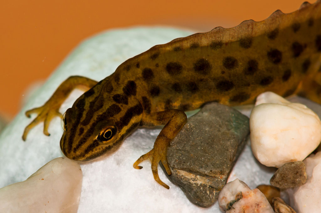 Männlicher Teichmolch (Lissotriton vulgaris), Wassertracht - Foto Norbert Kilimann