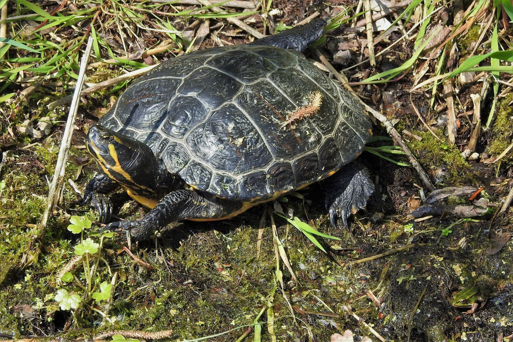 Gelbwangen-Schmuckschildkröte (Trachemys scripta scripta) - Olaf Liesche