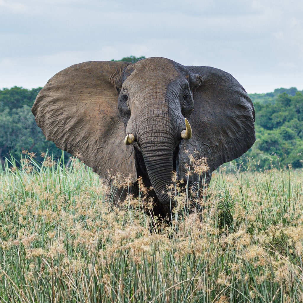 Afrikanischer Elefant - Uganda