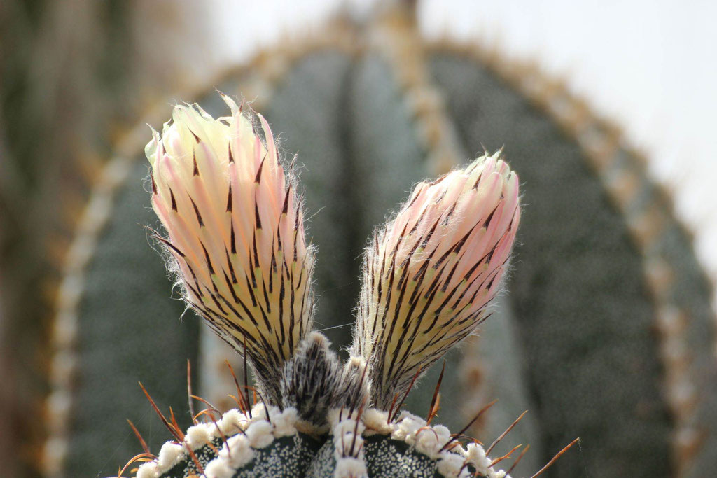 Kaktusblüte - Foto Frank Röwer