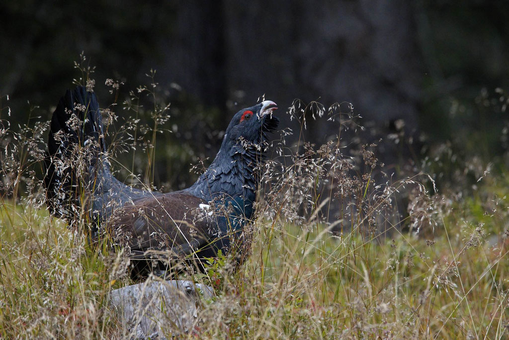 Auerhuhn - Foto Markus Stewen
