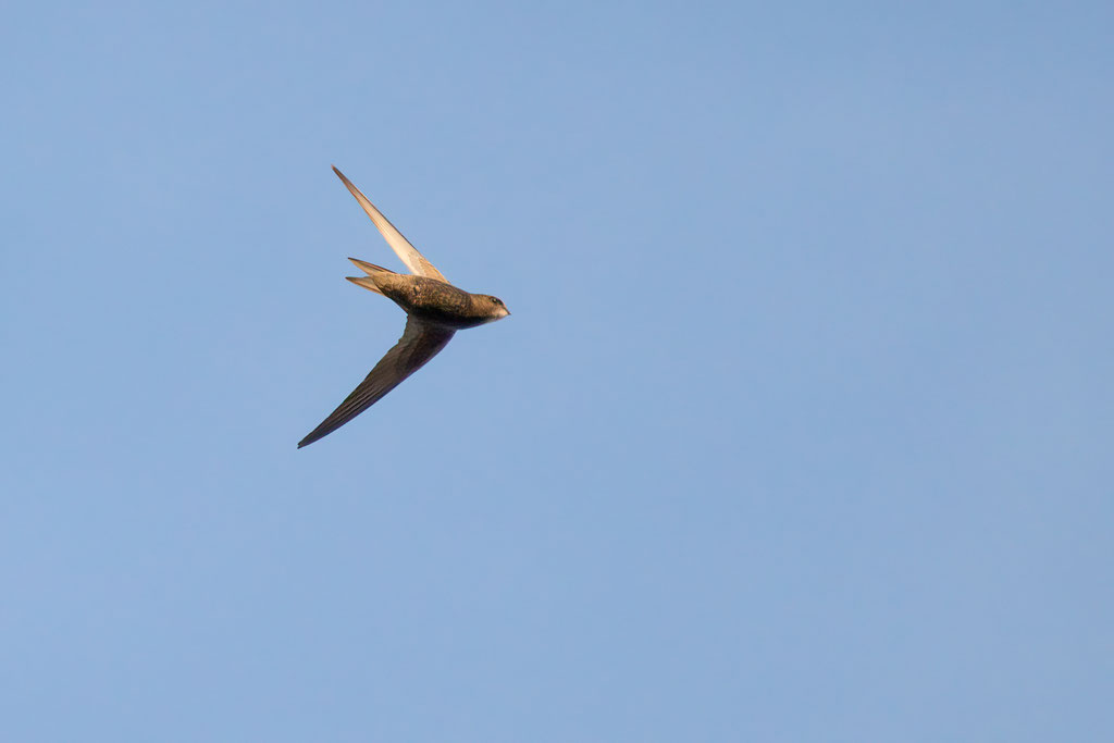 Mauersegler im Flug (Foto: Markus Seyfarth)