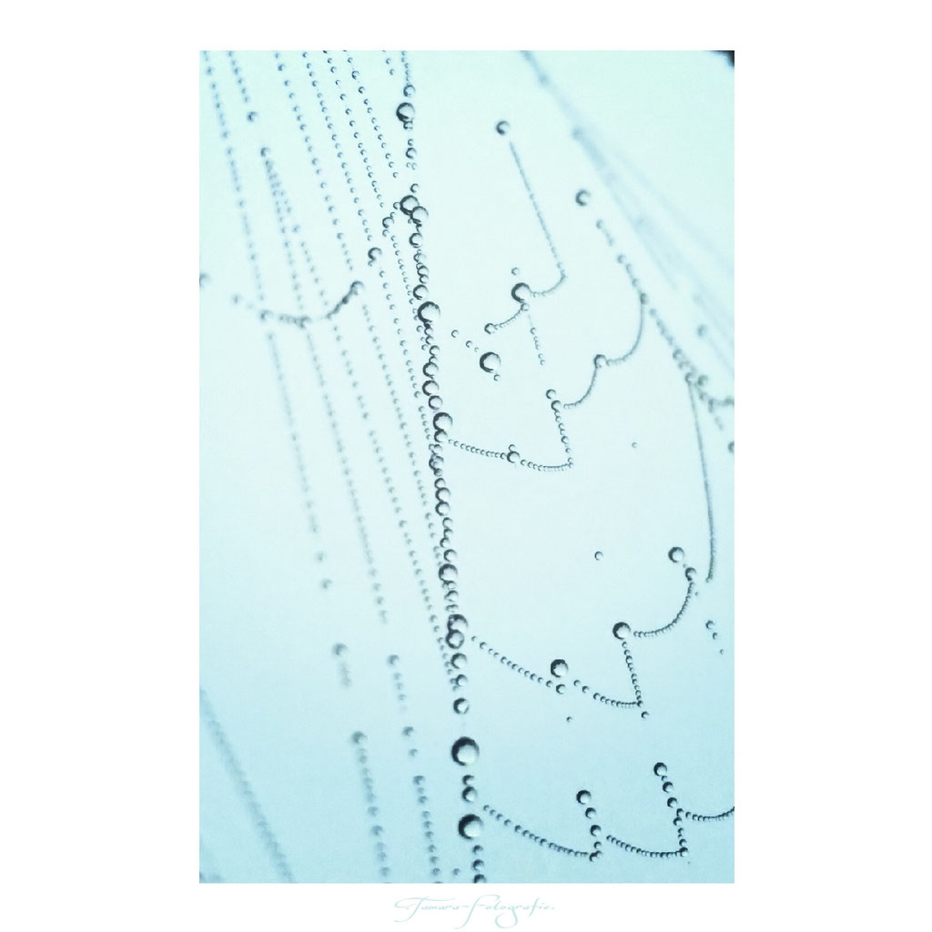 Plötzliche Erkenntnis ist wie das Spinnennetz im Morgentau.