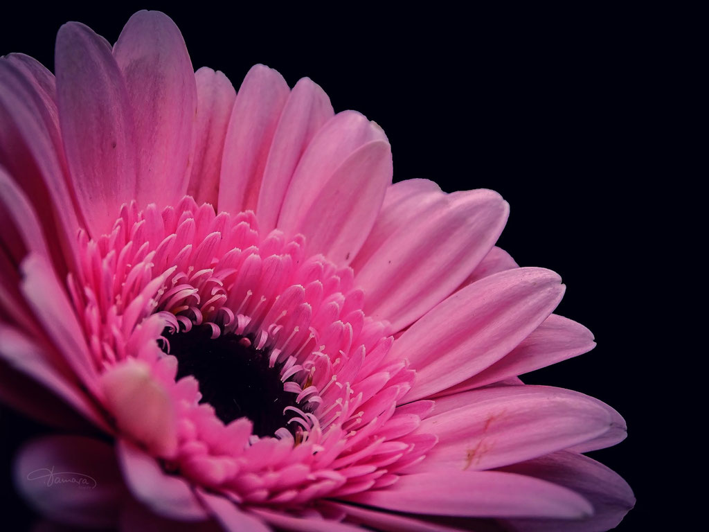 Frühling ist Leben der Liebe und Liebe Frühling des Lebens