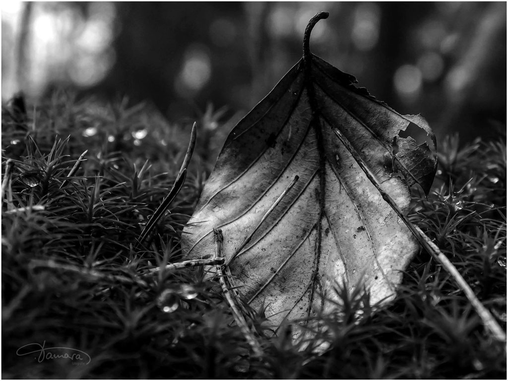 Jeder Tag deines Lebens ist ein geschriebenes Blatt