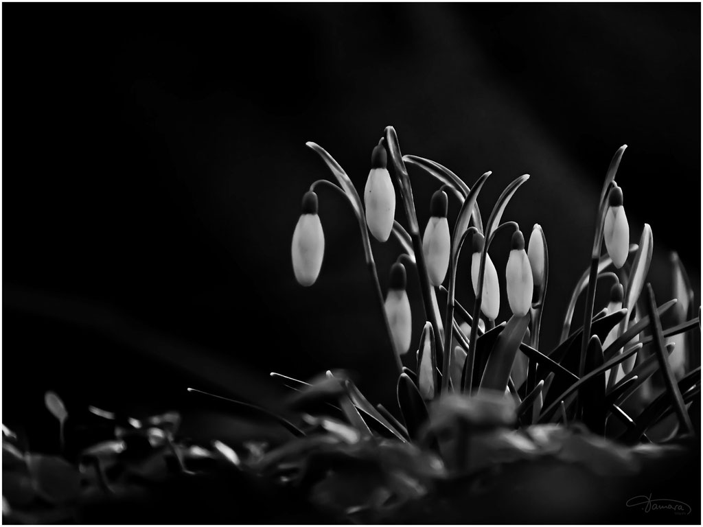 Nacht drängt in meine Seele und alle Bilder des Tages sinken in ihre dunklen Arme…