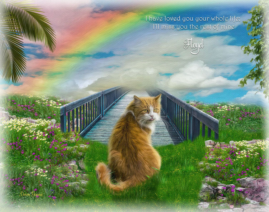虹 の 橋 を 渡る 猫