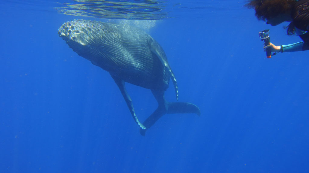 Rencontre dans l'eau avec une baleine à la Réunion dans l'océan indien