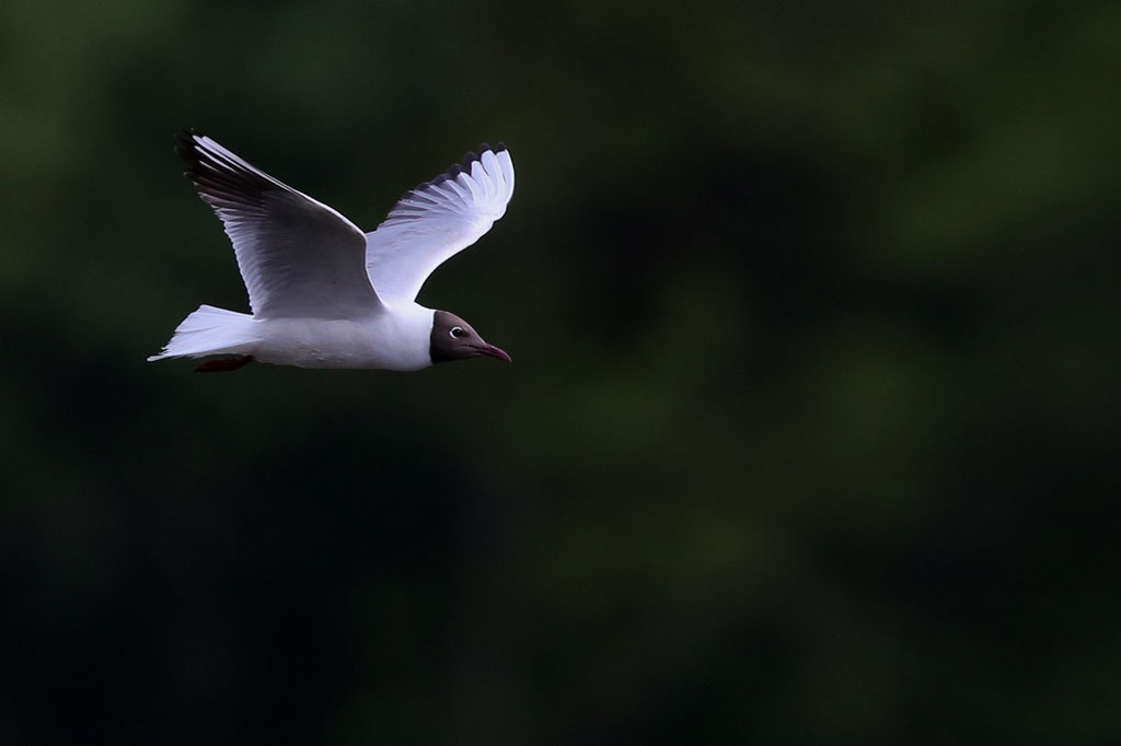 Mouette Rieuse Brenne 2014