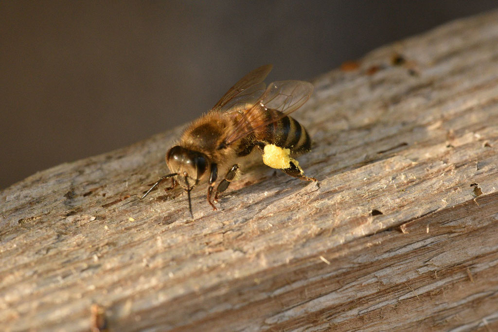 Une de "nos" abeilles, bien chargée