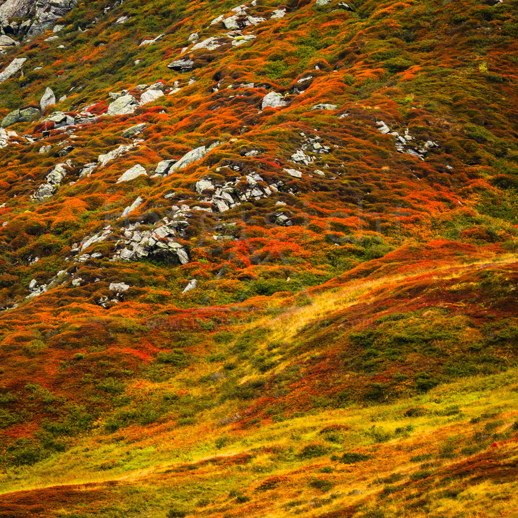 ...so dramatisch färben sich viele Berghänge im Herbst, rot ist das Laub der Preiselbeeren - Pflerschtal, Südtirol