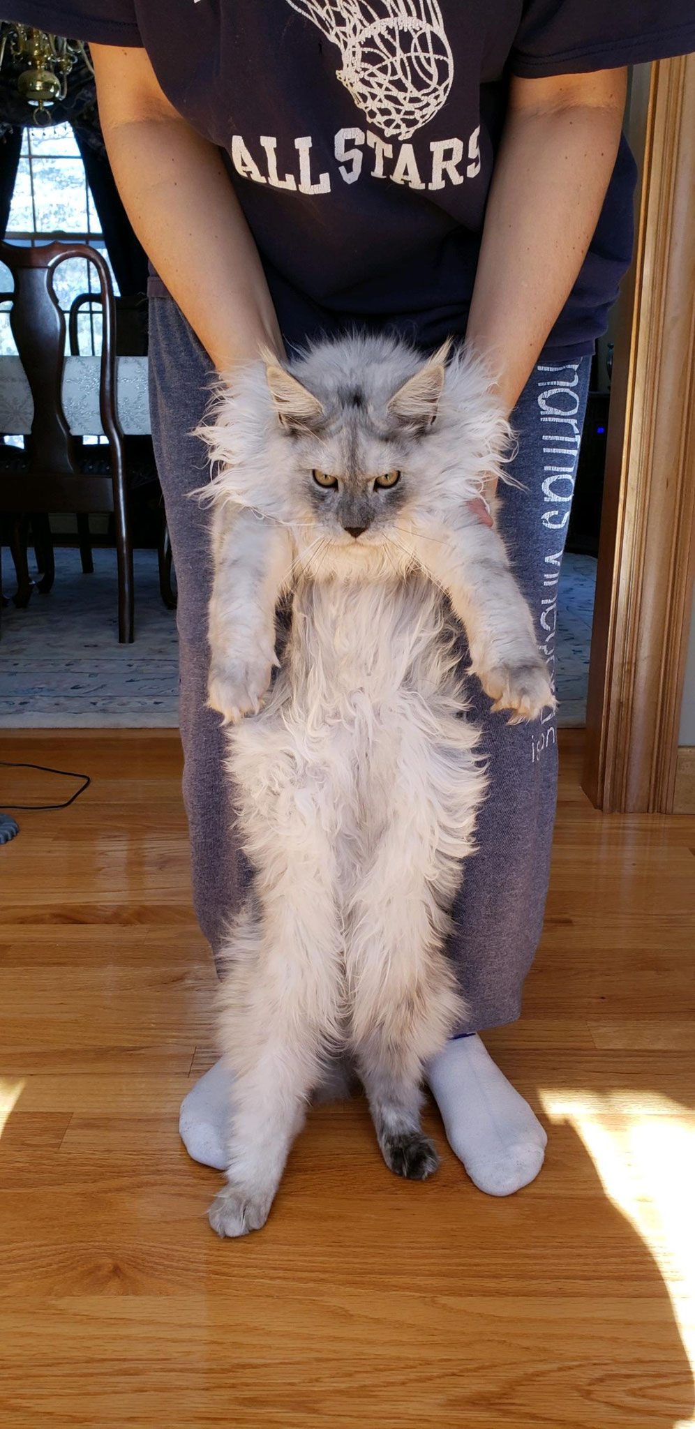 maine coon cats for sale