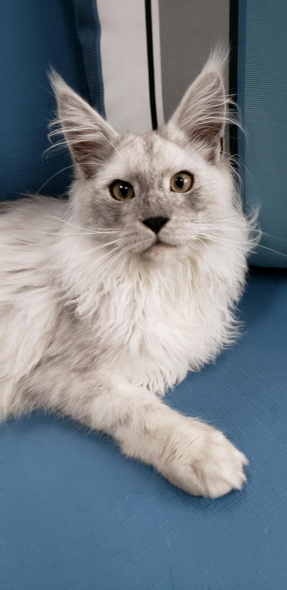 maine coon kittens for sale near me