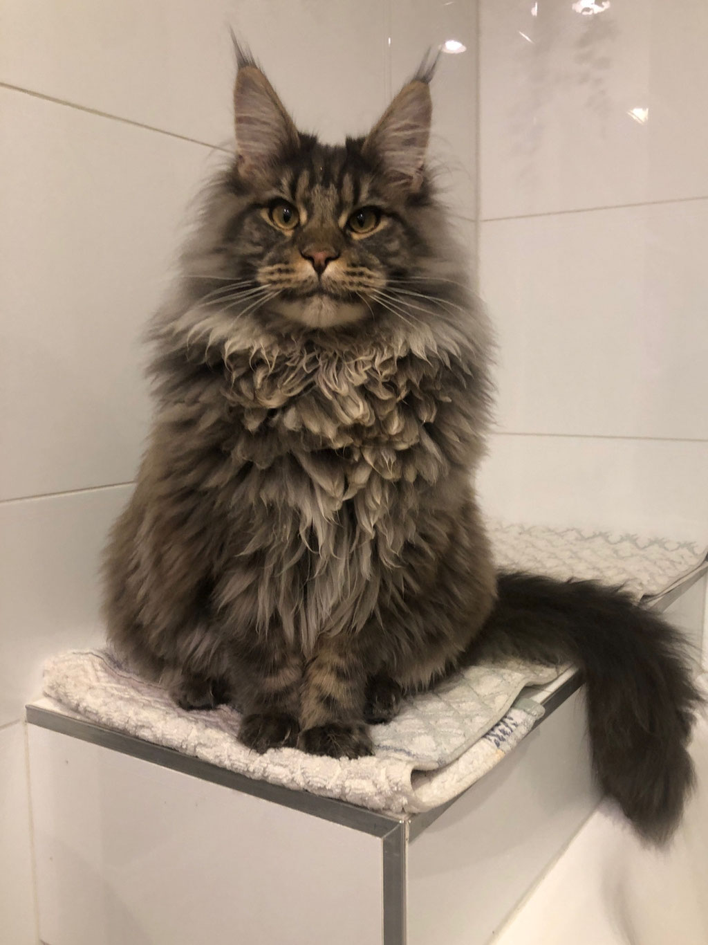tabby maine coon