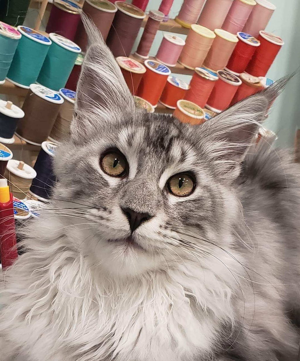 purchase maine coon cat