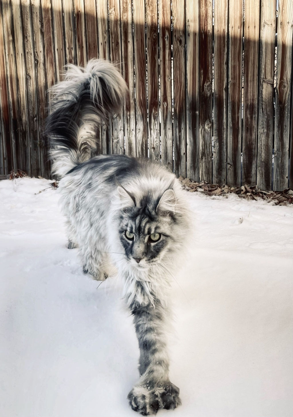 Maine coon cat outside snow