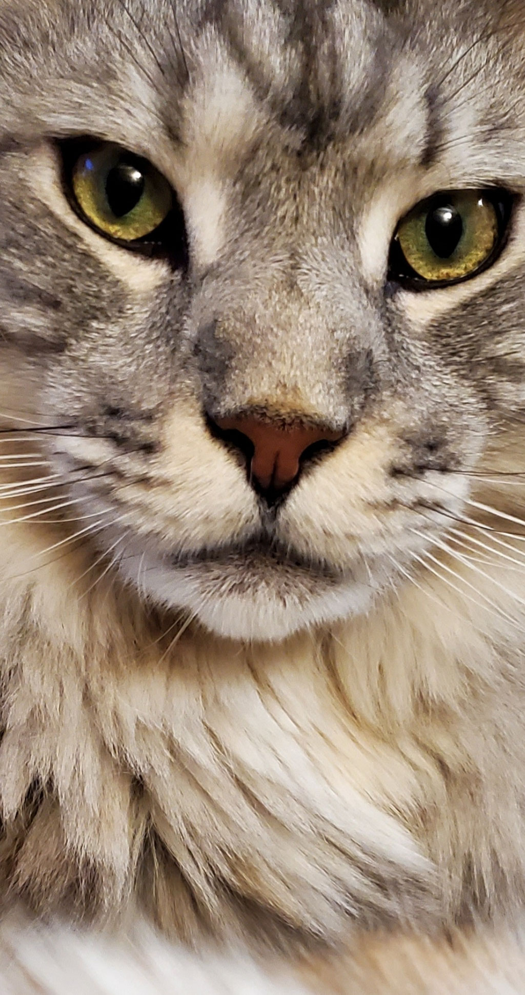 purchase maine coon cat