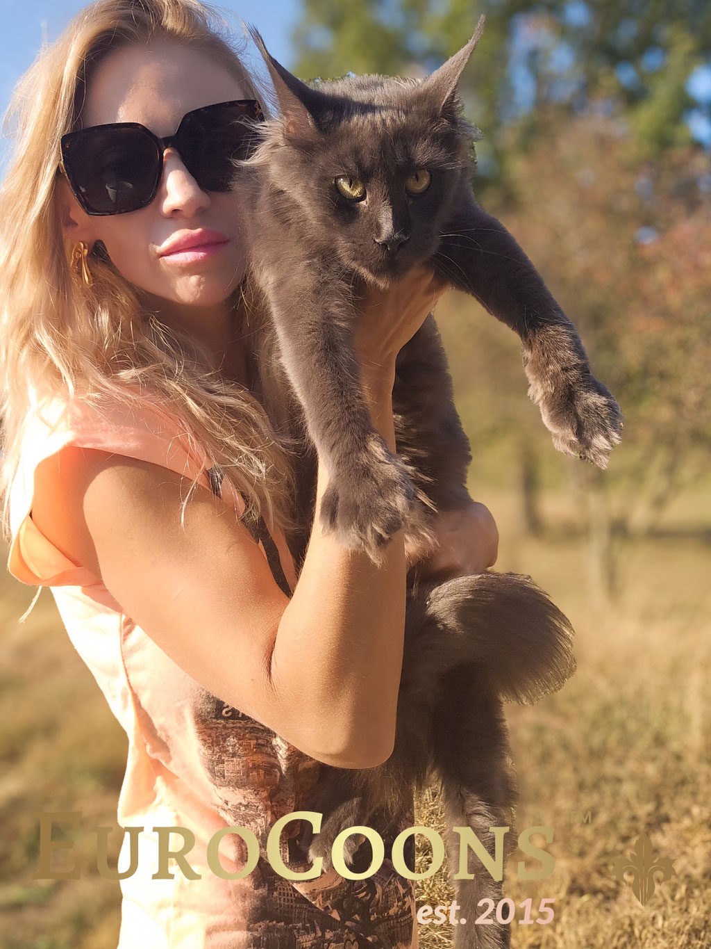 maine coon kittens for sale