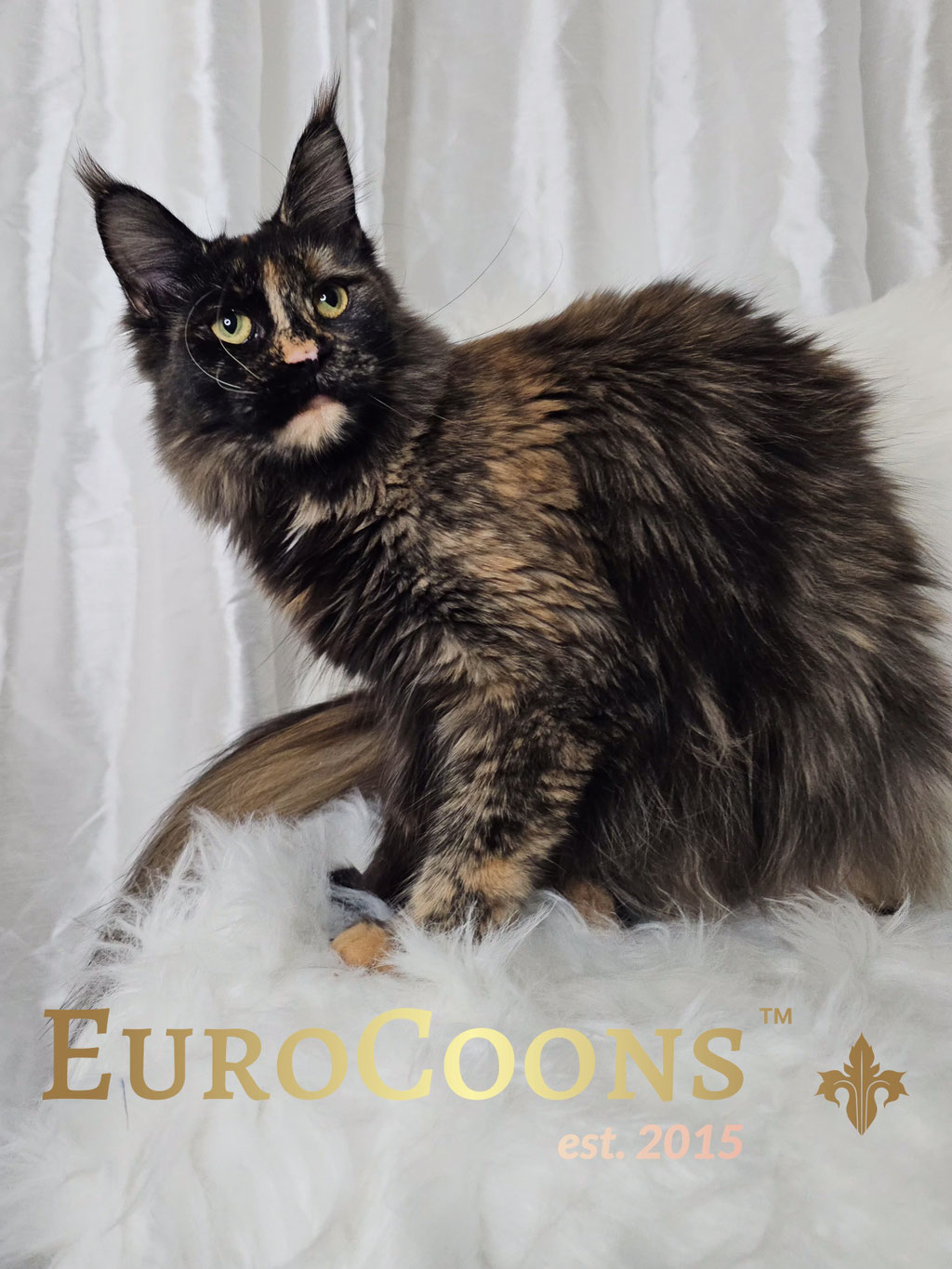 tortie maine coon kitten for sale