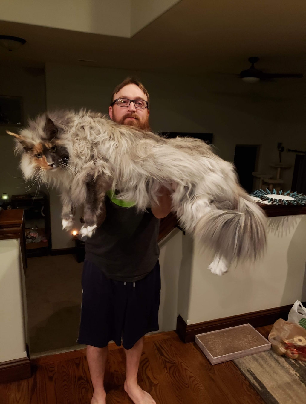 giant maine coon cats for sale - maine coon cats for sale