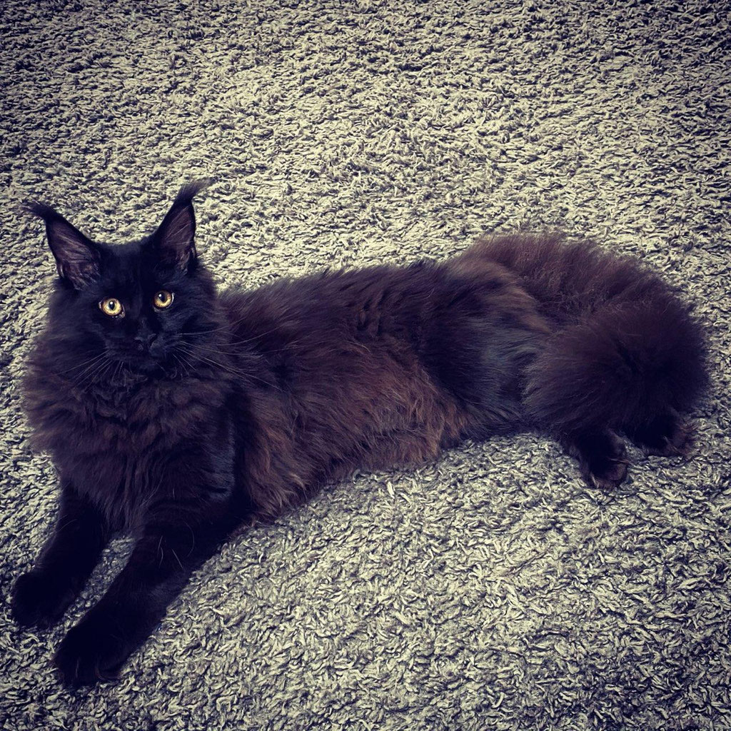 black maine coon