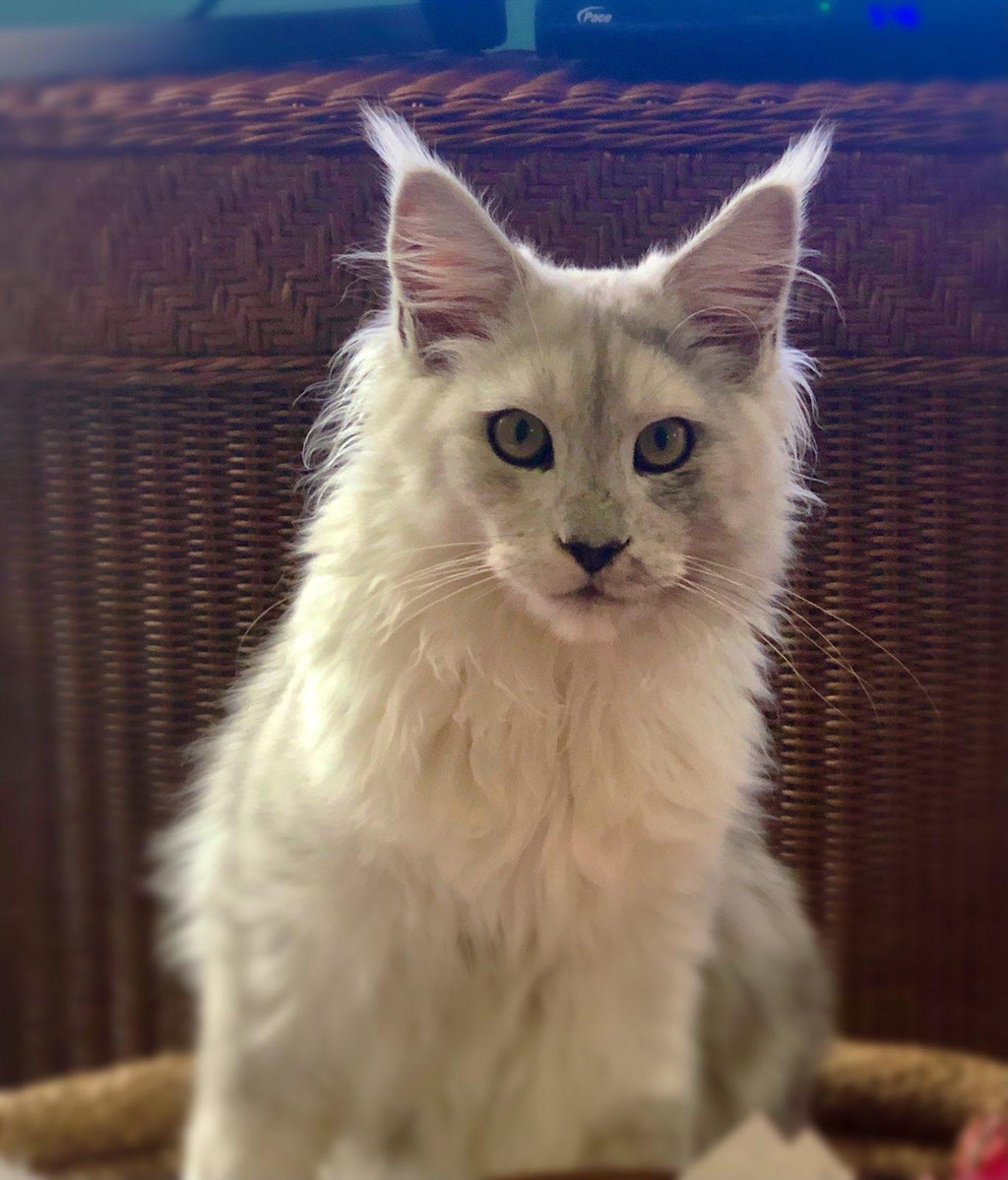  maine coon kittens for sale texas