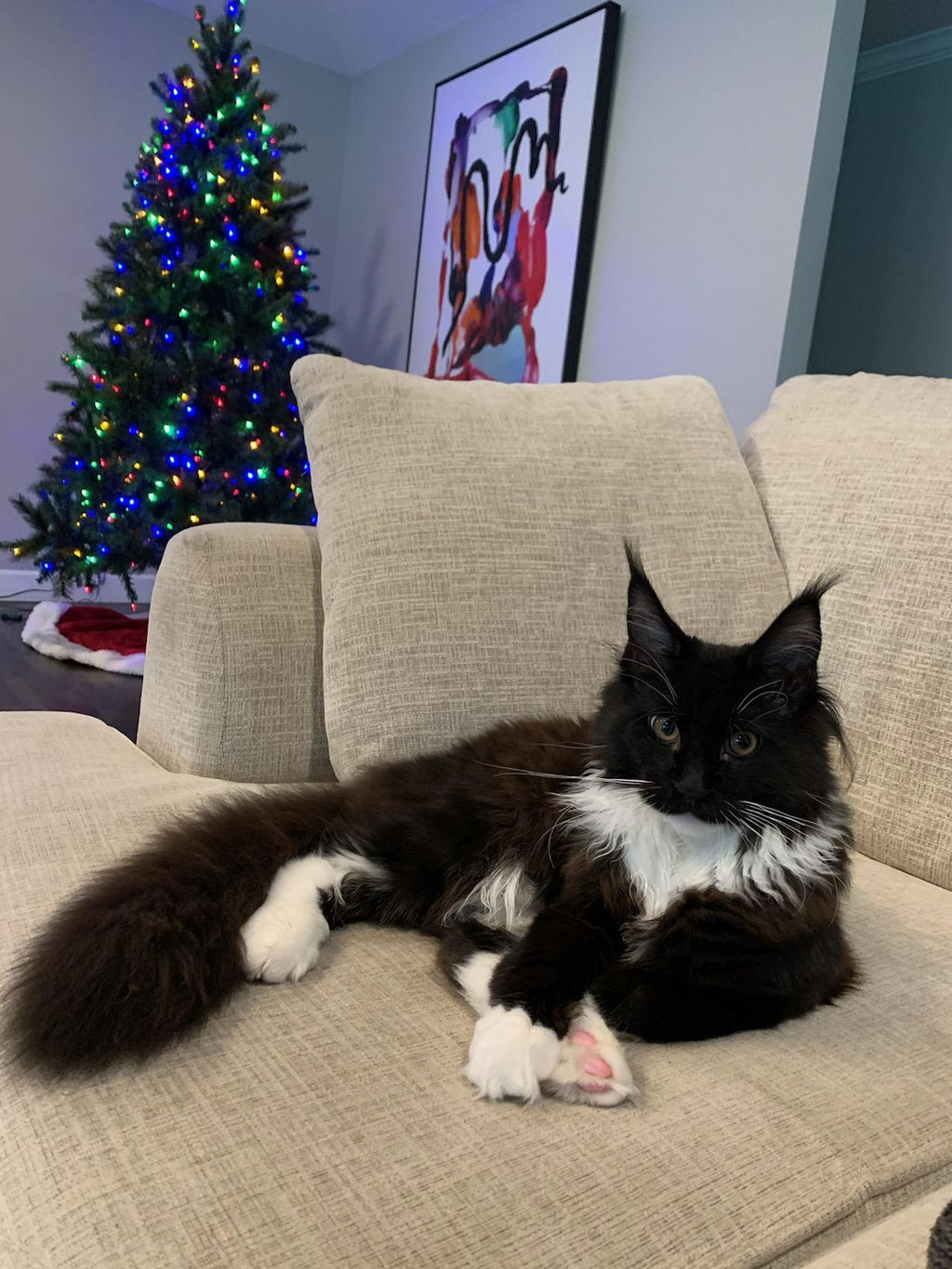 maine coon cats for sale