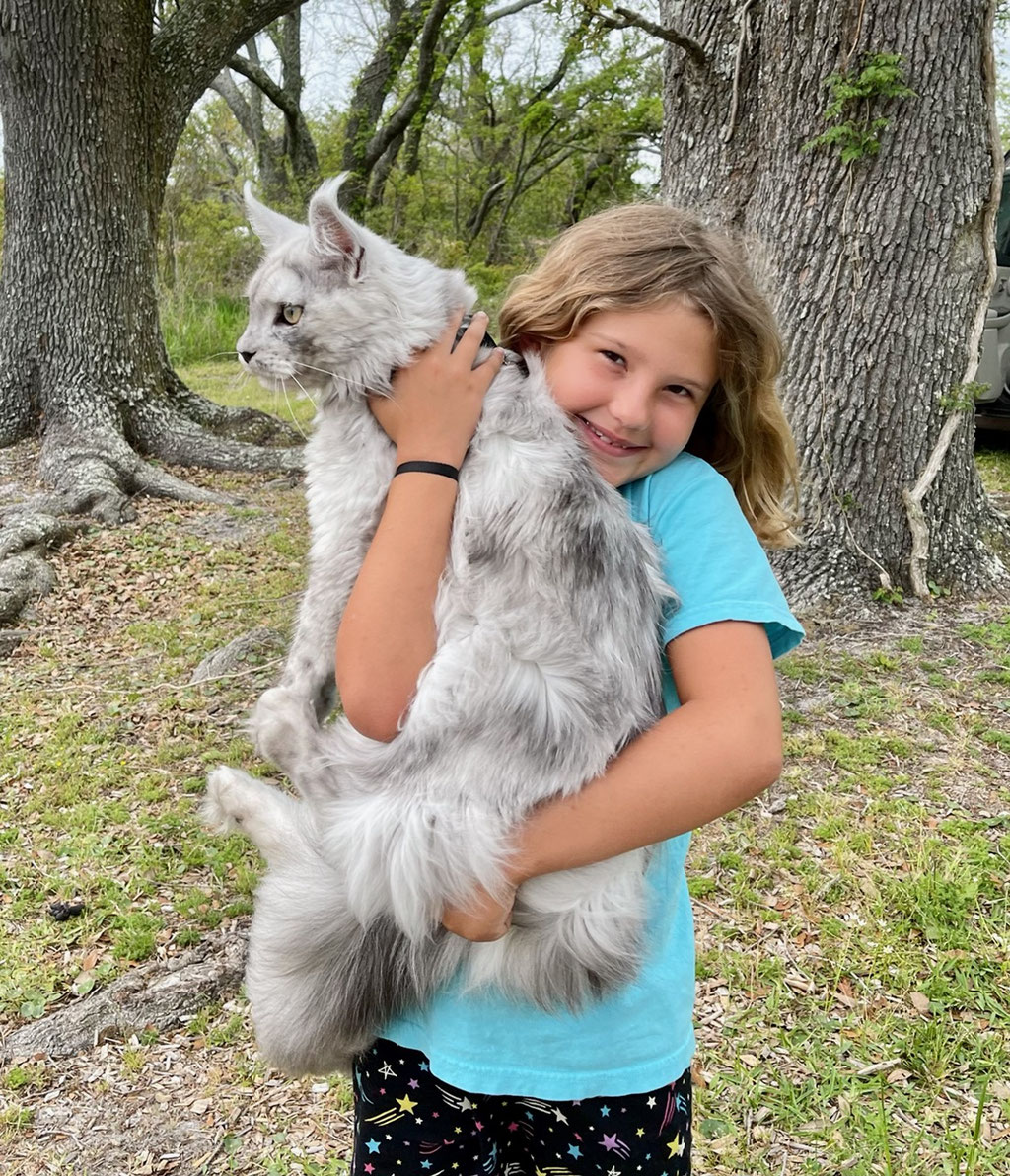 maine coon kittens for sale pa