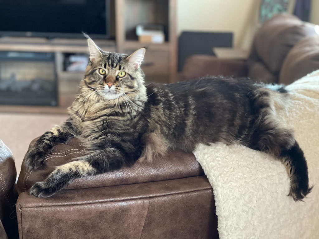 Registered maine coon breeder usa