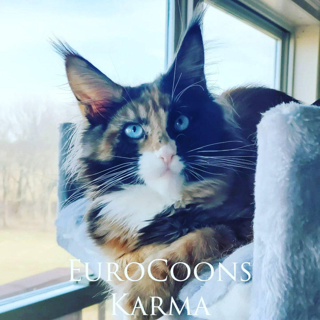 Blue eyed maine coon