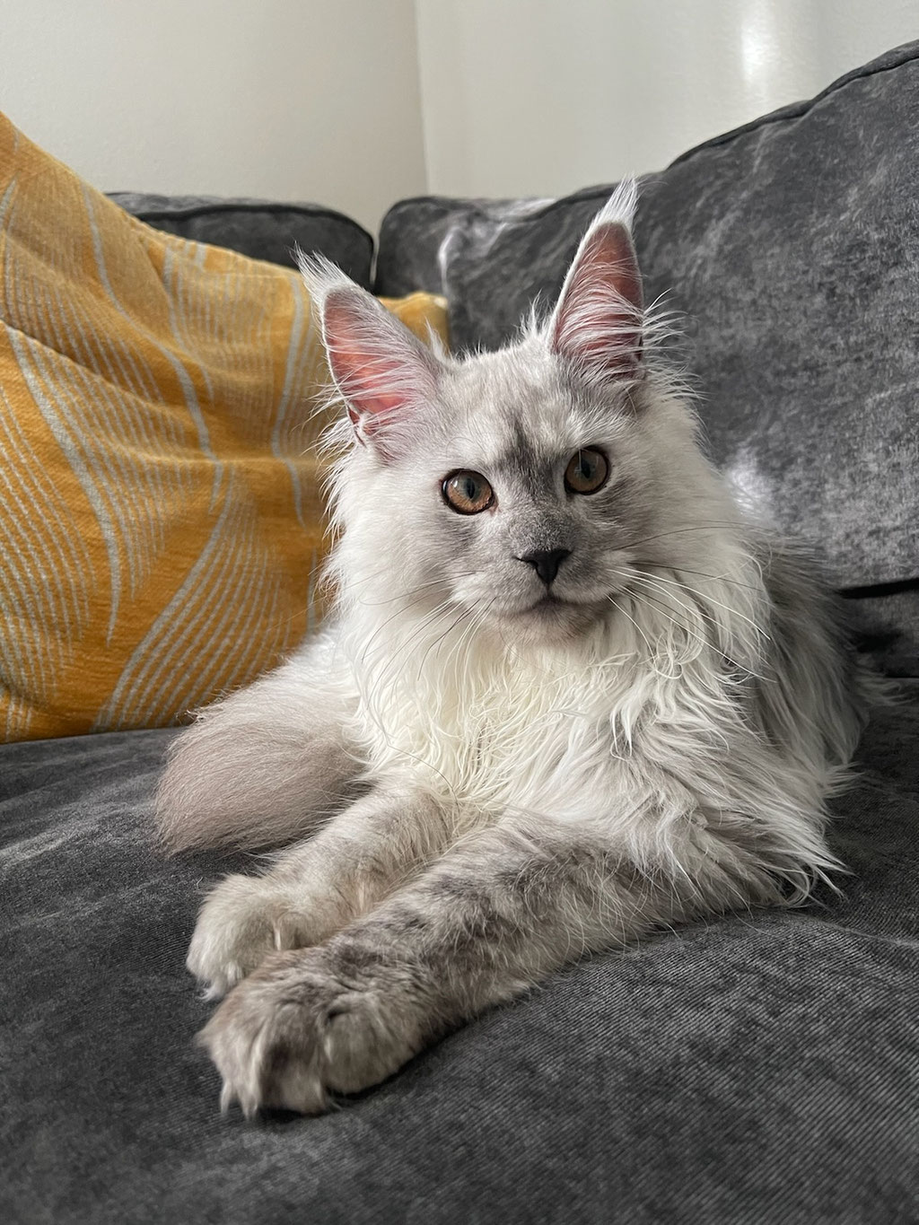 maine coon kitten silver smoke