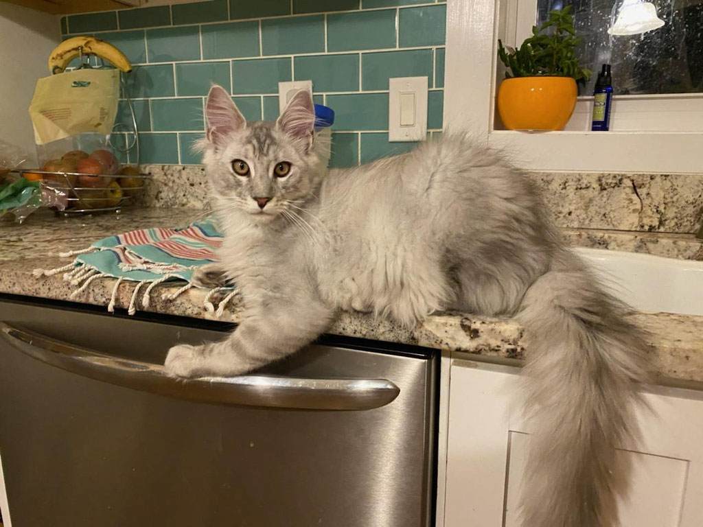 maine coon cats for sale