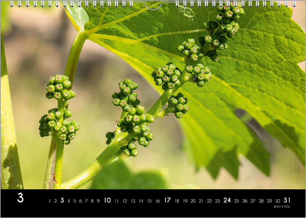 Der Weinkalender.