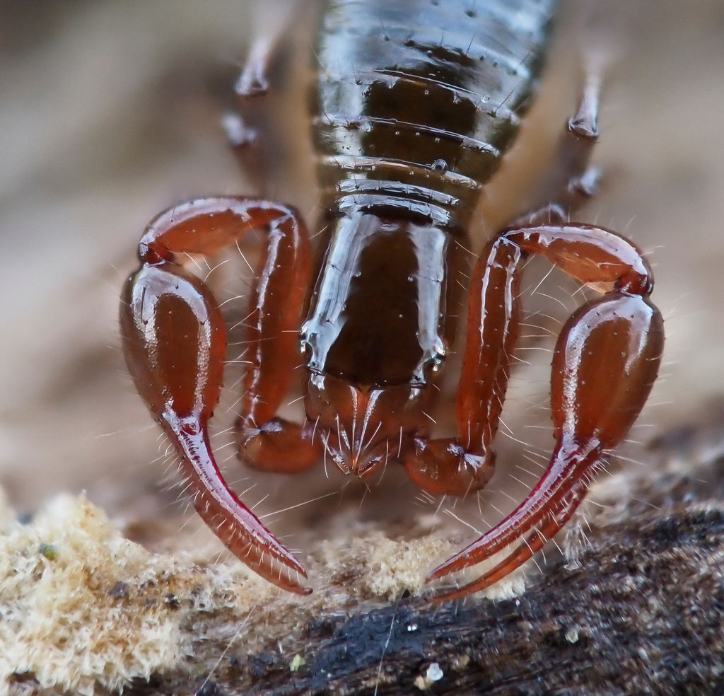 Der Pseudoskorpion besitzt zwei giftige Scheren. Mit ihnen jagt er Springschwänze. 