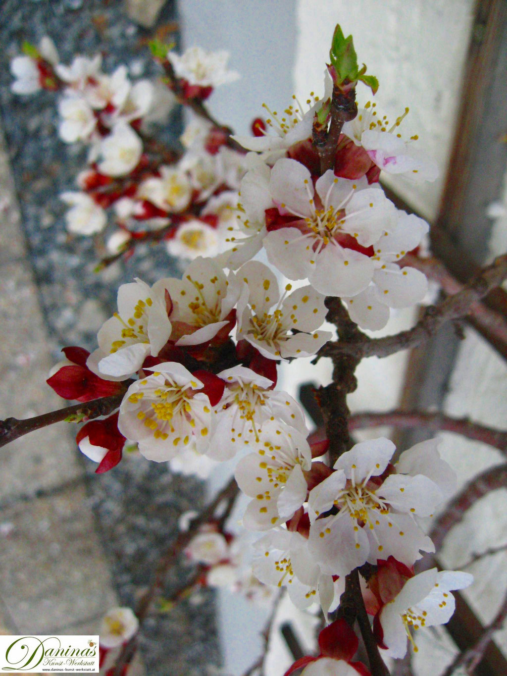 Aprikosenbaum - Blüten im Frühling