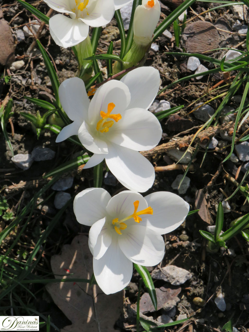 Krokus - Frühlingsblumen im Garten