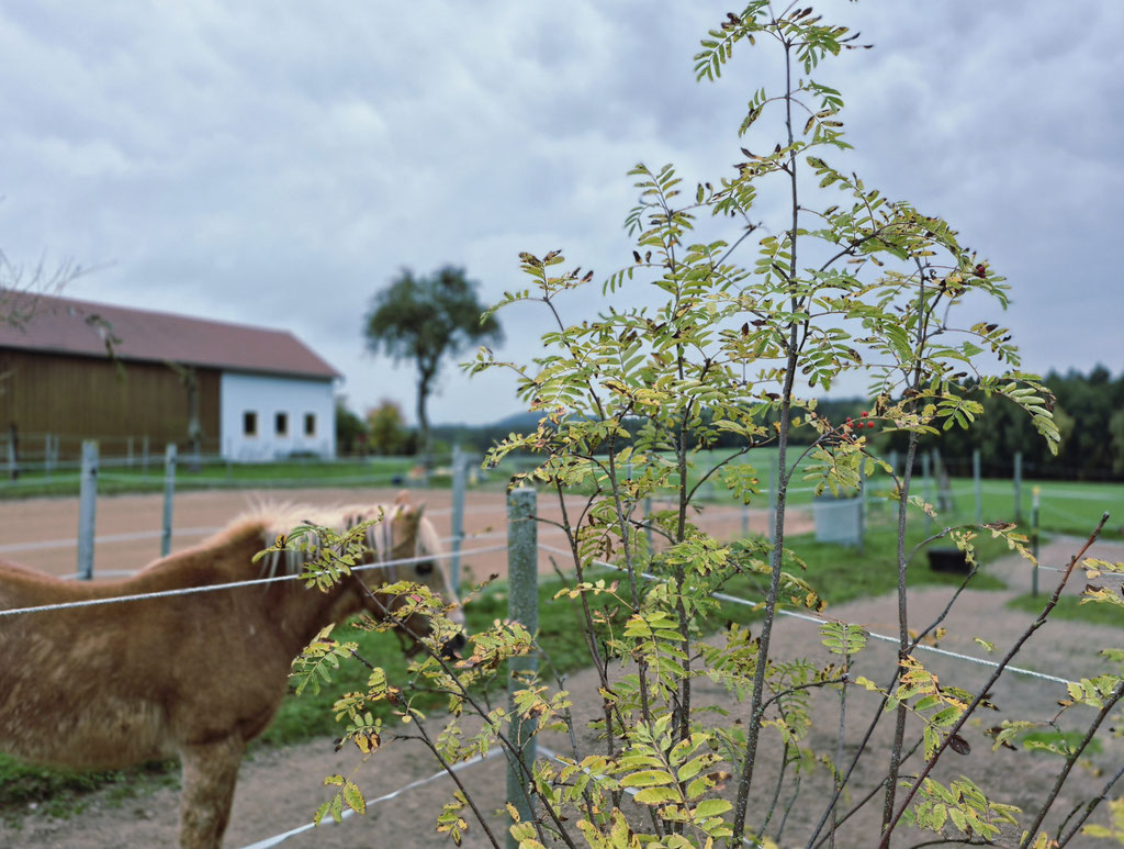 Eberesche