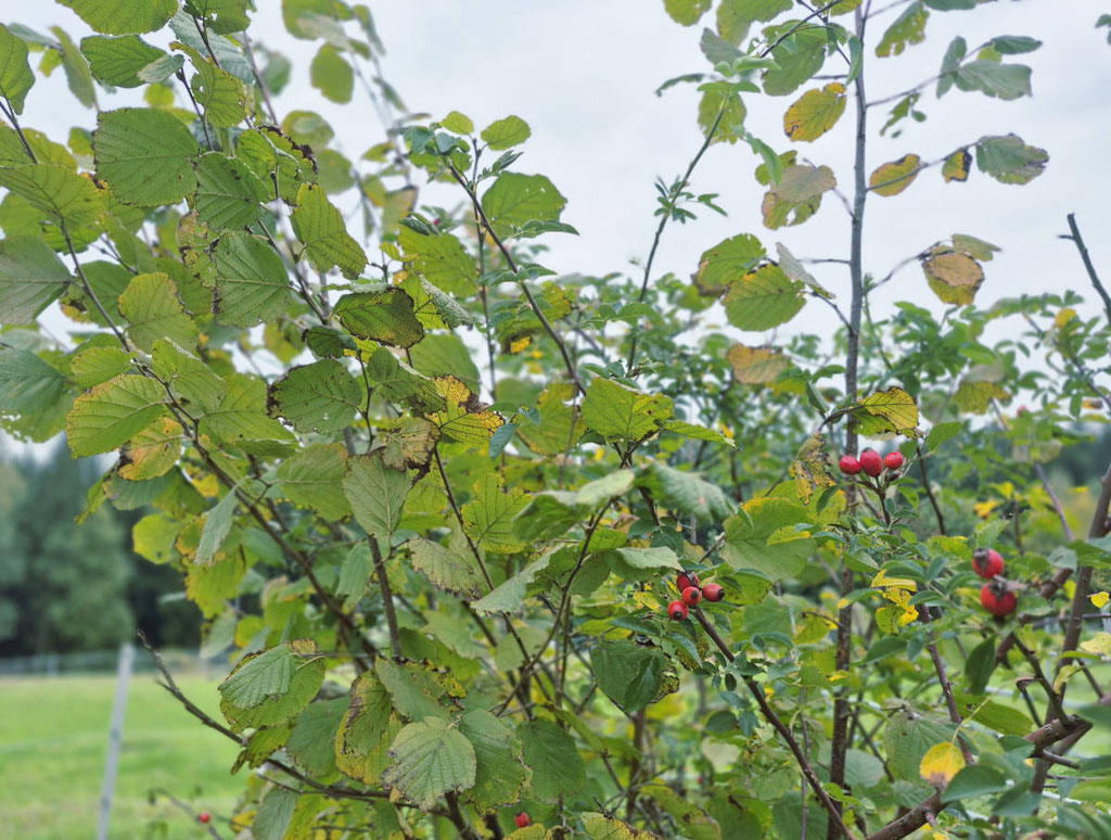Haselnussstrauch und Wildrose